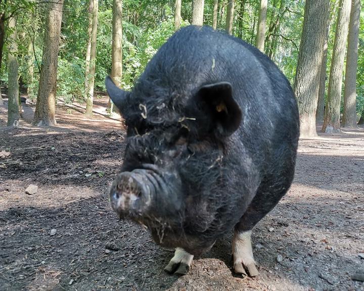 Wildpark-Restaurant Schwarze Berge